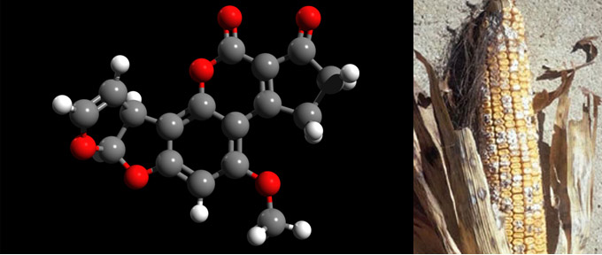 Mycotoxins